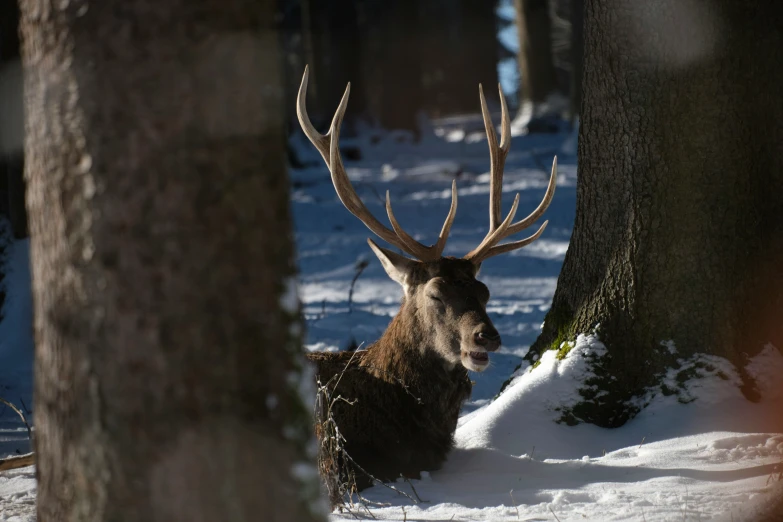 the elk is sitting in the snow and looking at the camera