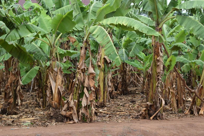 a bunch of big leaves on trees in a field