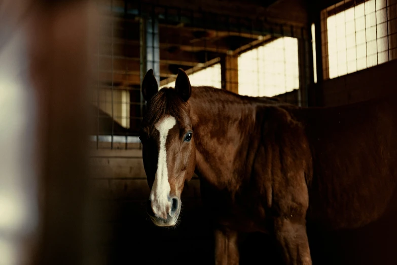 a horse in a stable looking in to a camera