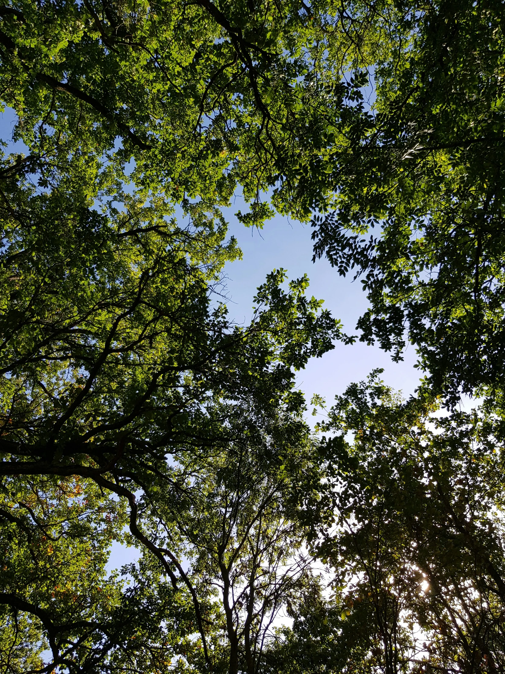 sun shining through some leaves in the woods