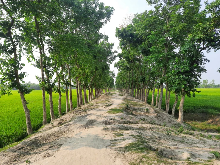 there is sand being used for landscaping by some trees