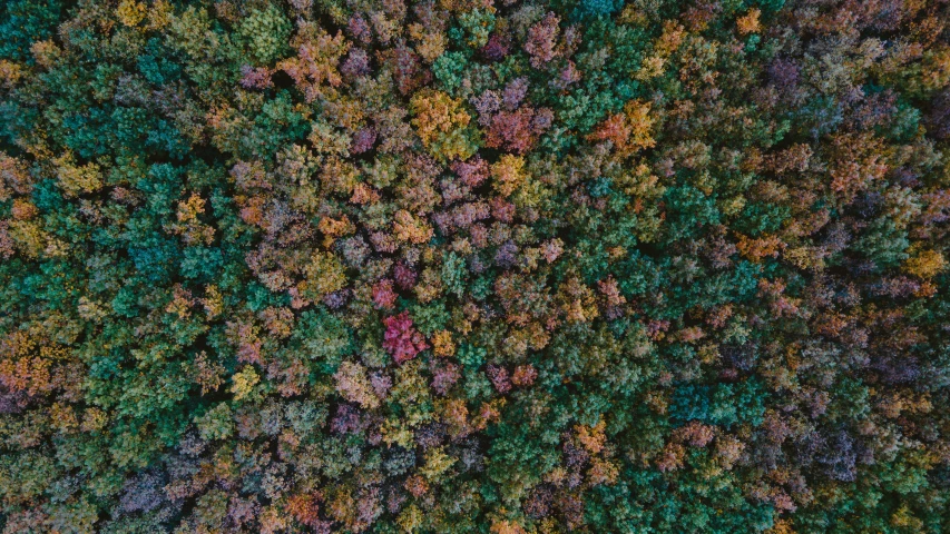 top down view of various colored trees