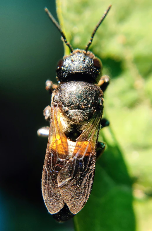 a bug sitting on top of a green leaf