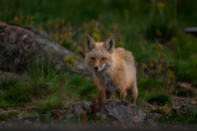 a small orange fox standing on the grass