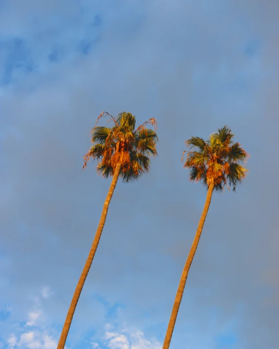 two tall palm trees against a blue sky