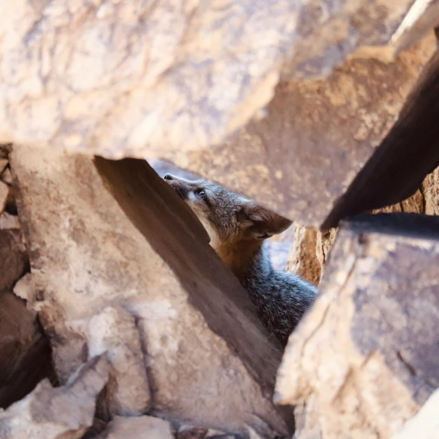 a small animal in between large rocks with a hole