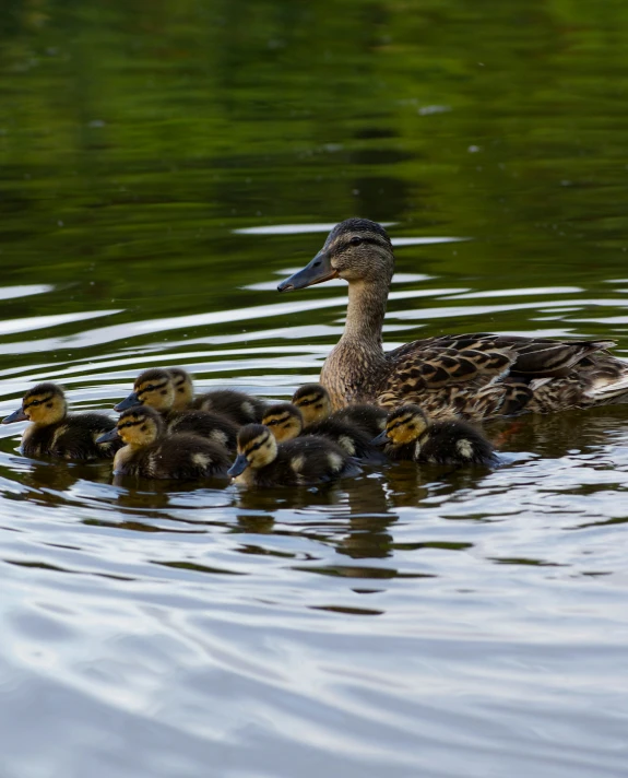 several ducks and one duckling are in a body of water