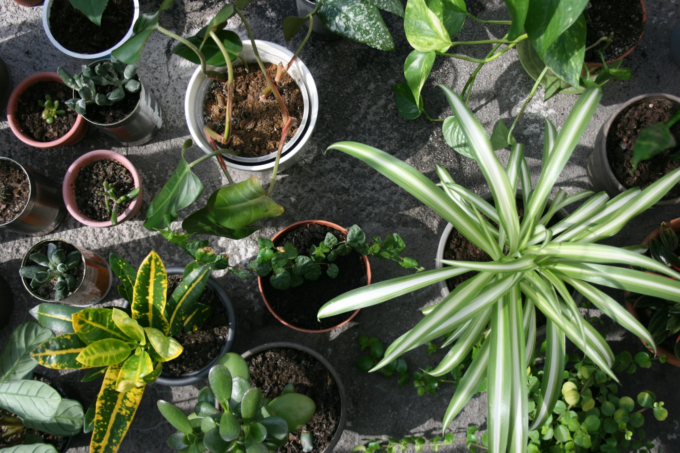 many pots of plant in different stages of growth