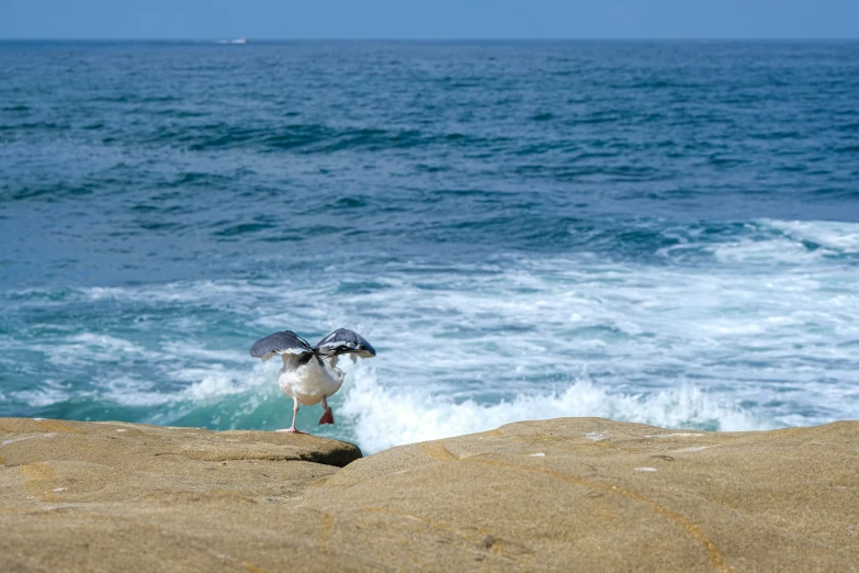 a seagull is perched on the rock looking out at the ocean