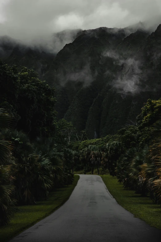 the road has trees and shrubs on both sides