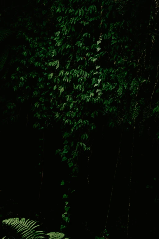 some trees and plants in the dark with leaves