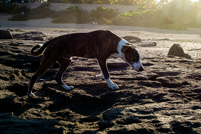 a brown and white dog is standing in the sand