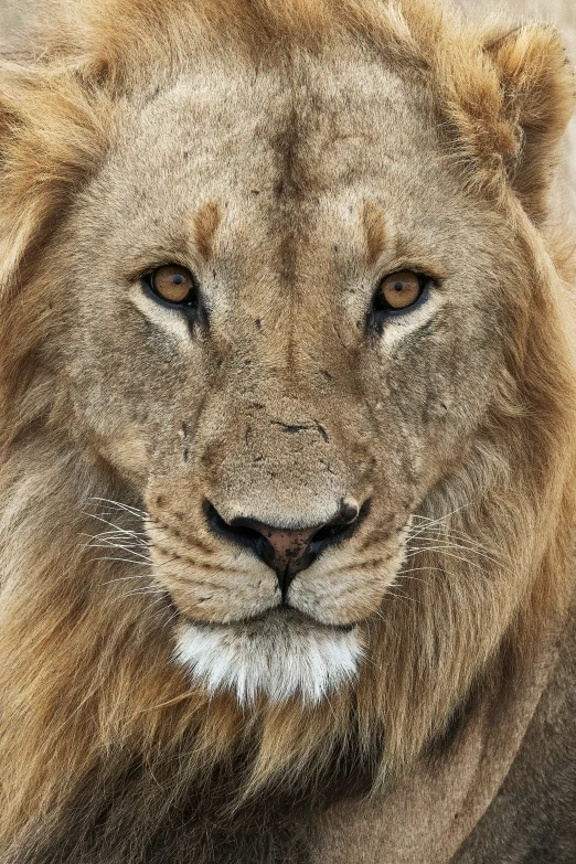 an image of a lion's face painted in acrylic paint