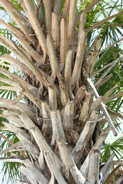 a very tall tree next to some trees