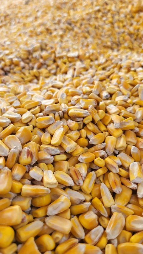 an overhead po of ear of corn