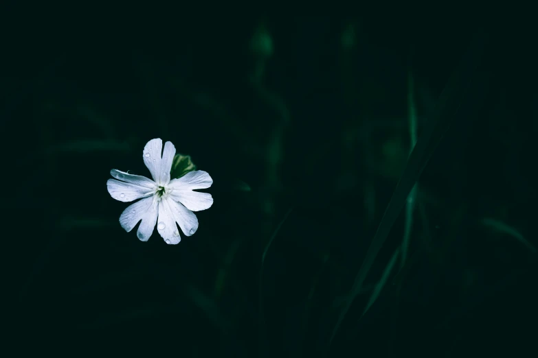 a white flower is standing alone with green leaves