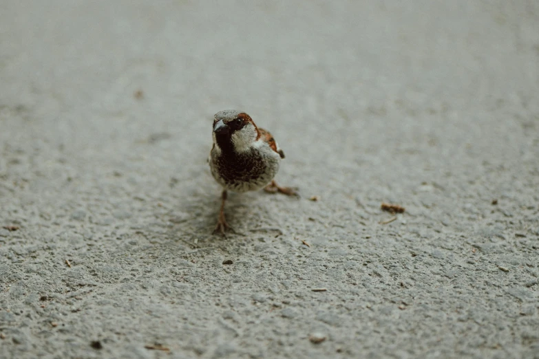 small brown bird on ground with white background