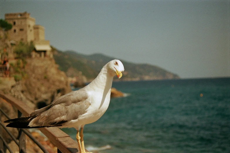 a single seagull on a wooden bench overlooking the ocean