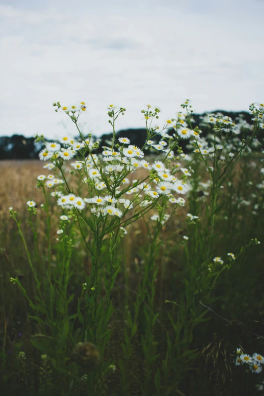 a field filled with wildflowers in the middle of the day