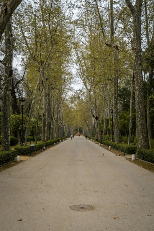 trees line the walkway in a park where a person is walking on a path between two large hedges