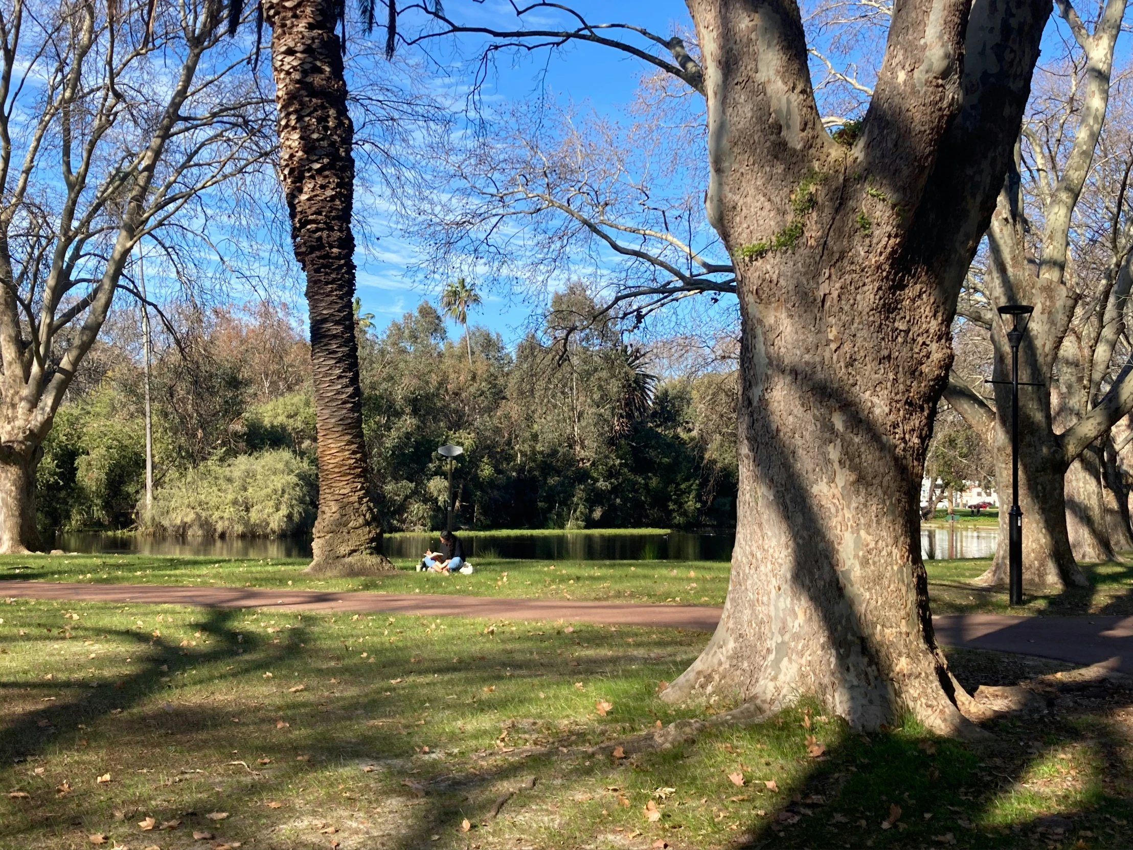 the park is full of benches and trees