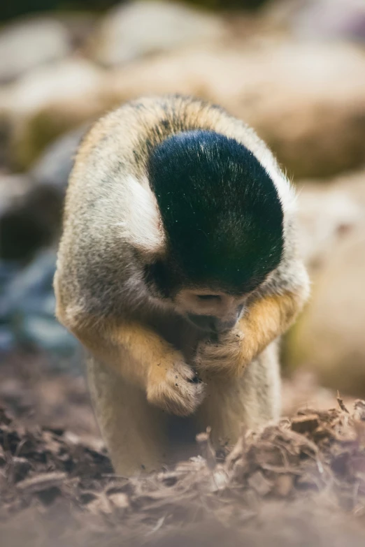 a little monkey sits up and looks back at the camera