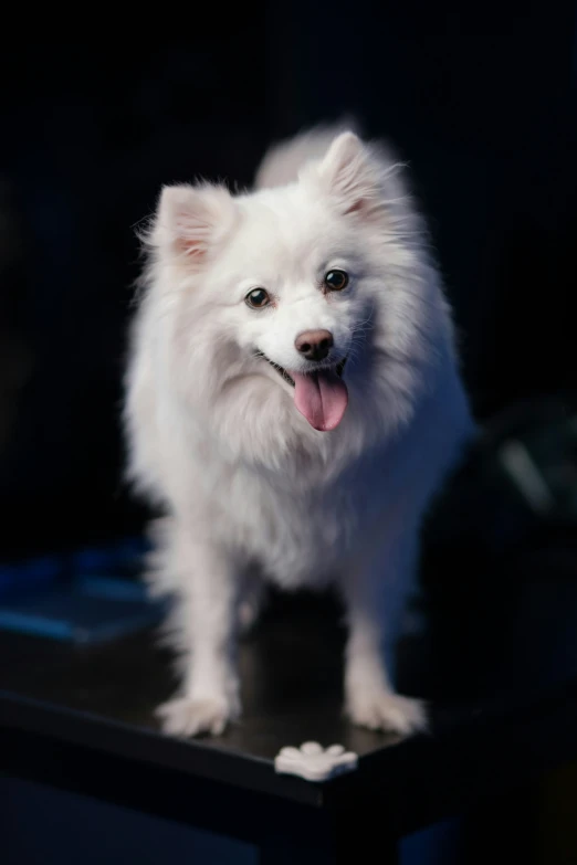 a white dog standing on top of a wooden desk