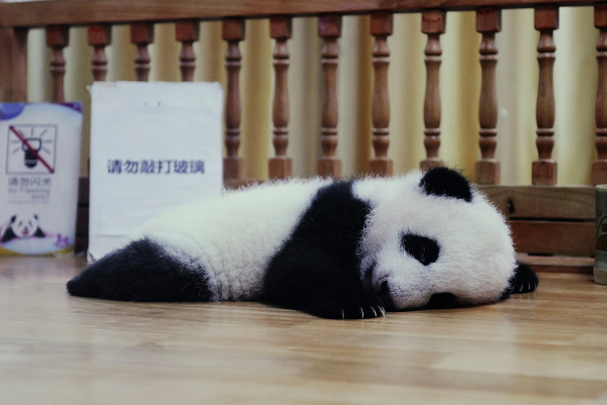 a panda bear lying on the floor next to a cardboard box