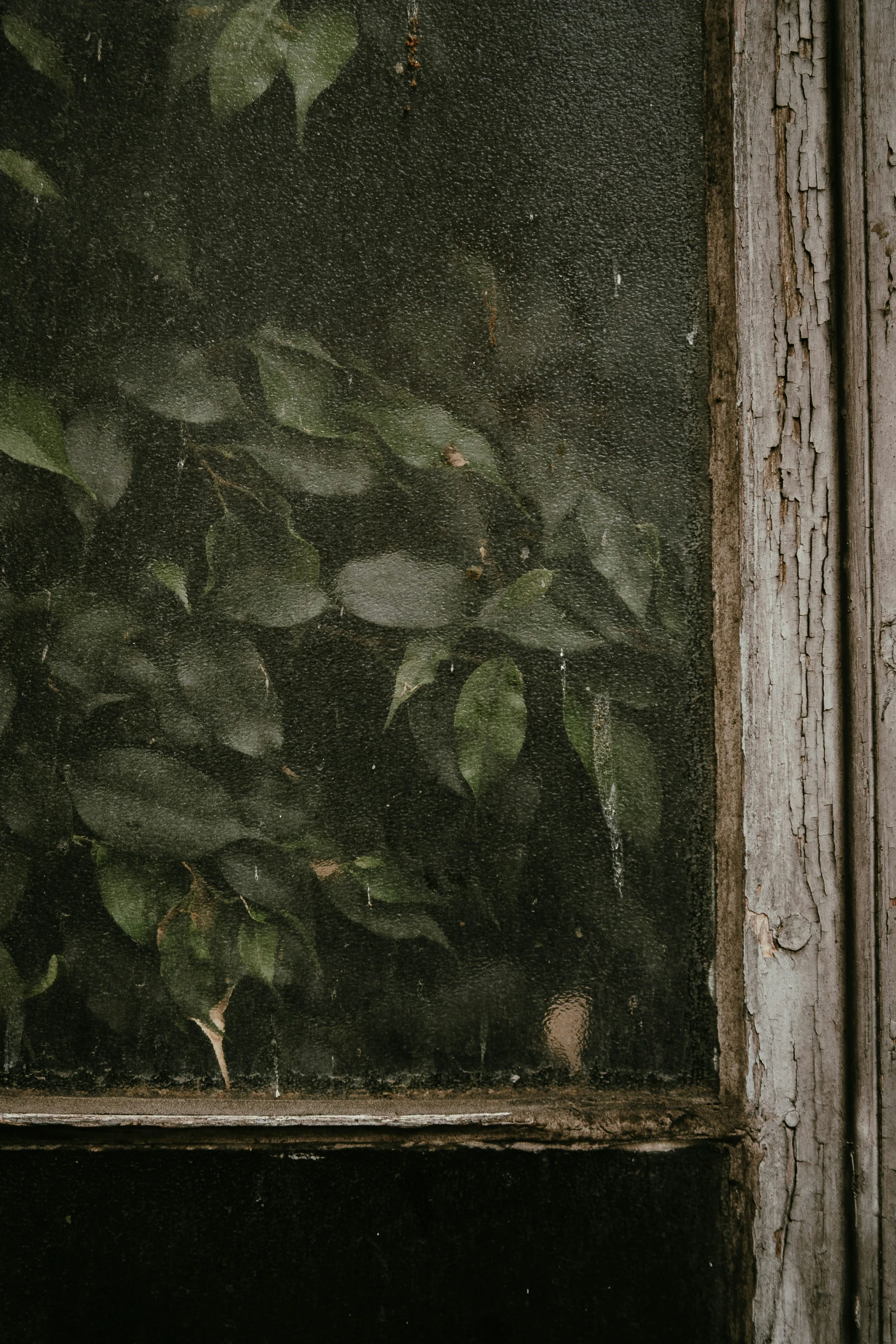an old window has green plants growing inside