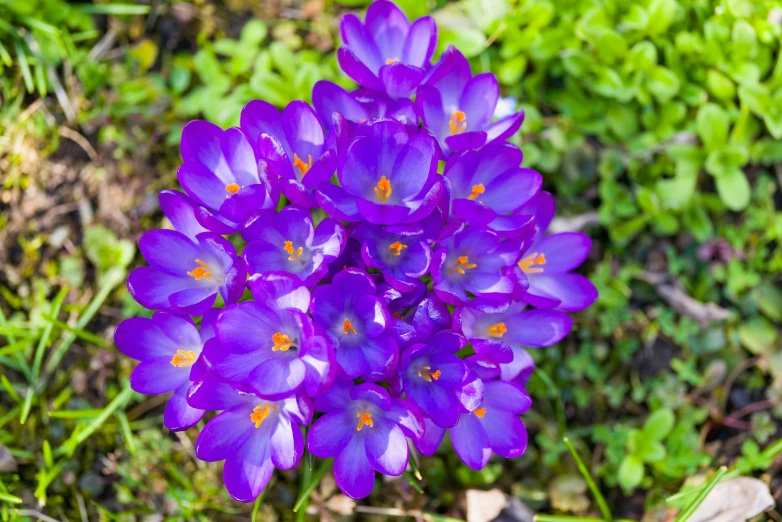 purple flowers are growing on the grass in a garden