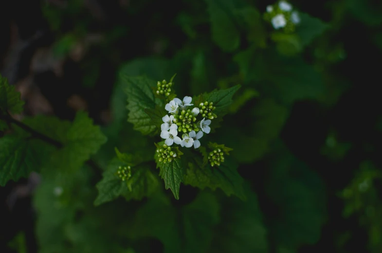 small white and green flowers surrounded by leaves