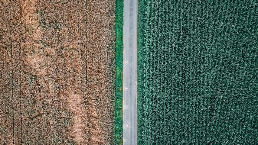 two red grass with one brown and one green