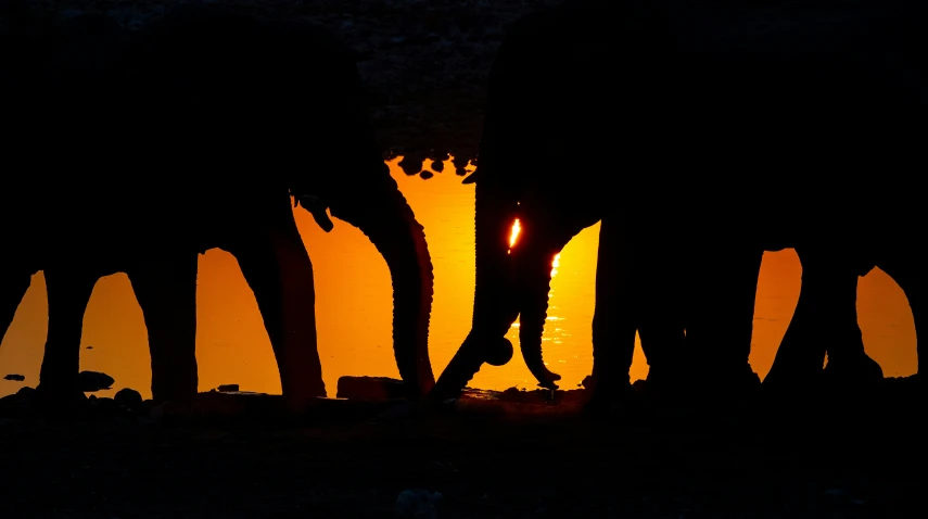 the silhouettes of three elephants standing next to each other