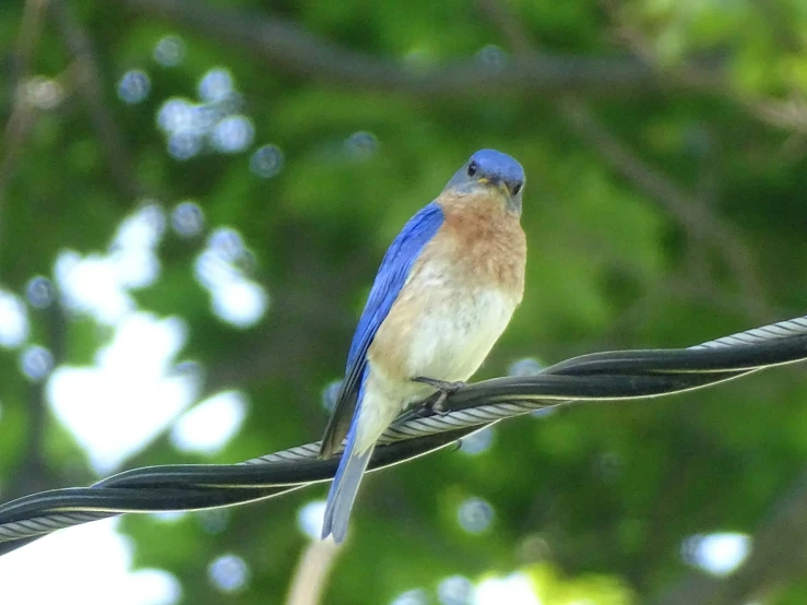 a blue bird is sitting on the wire