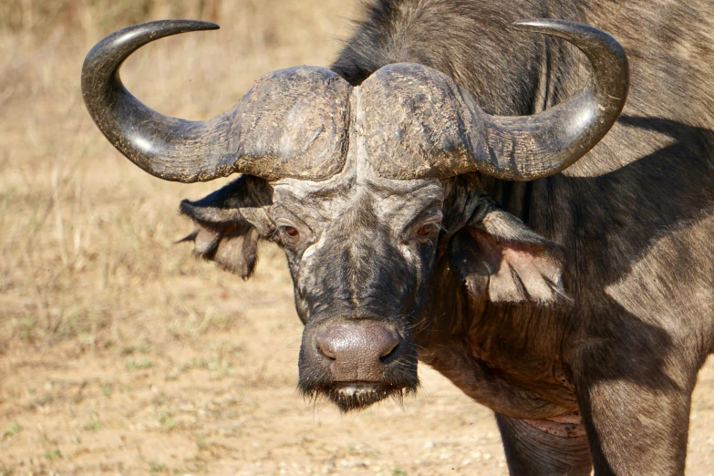 a large long horn bull standing in a dry grass field