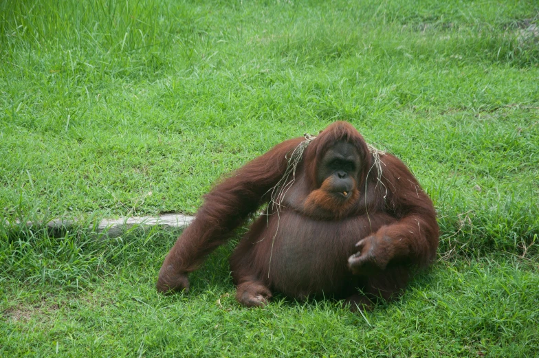 a gorilla that is holding onto a chain in the grass