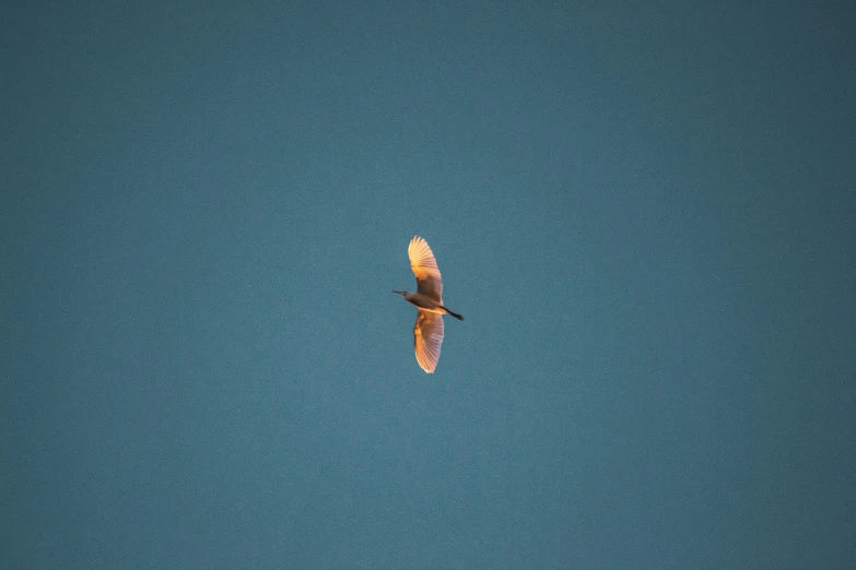 a bird flying through the sky above the ocean
