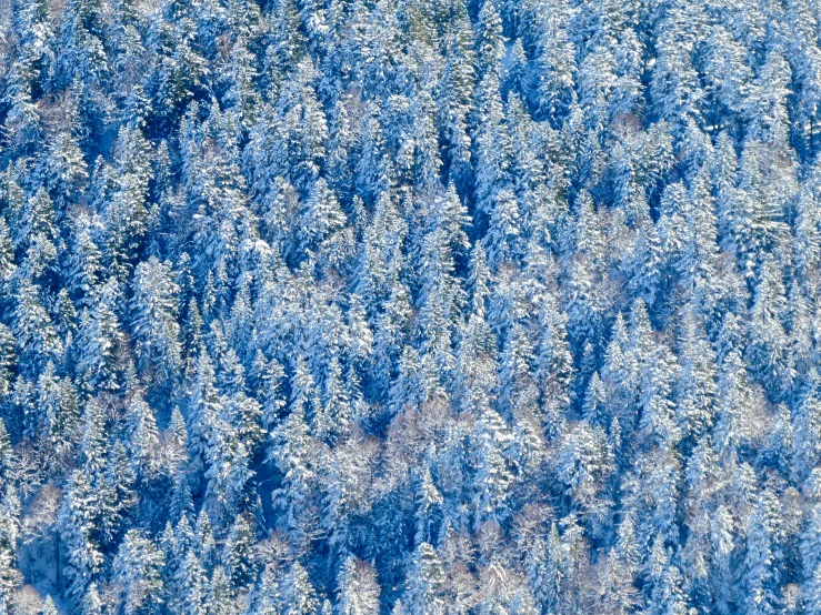 aerial pograph of a tree forest covered in frost