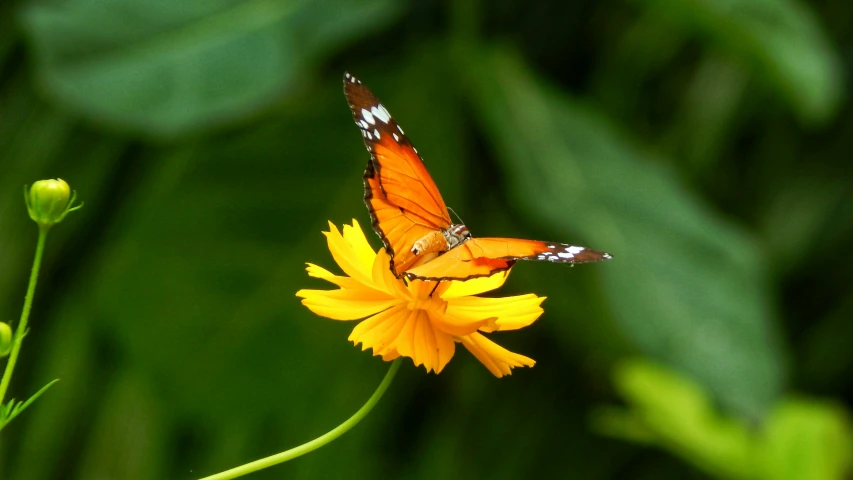 an orange and white erfly sitting on a yellow flower