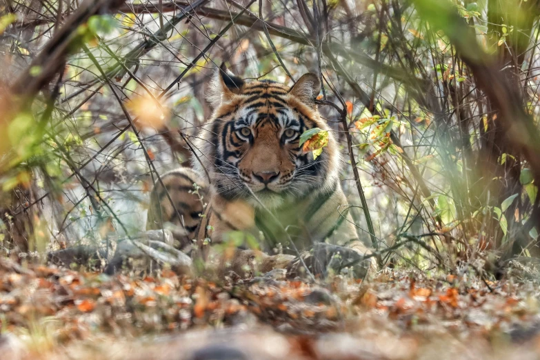 a big tiger is walking in the woods