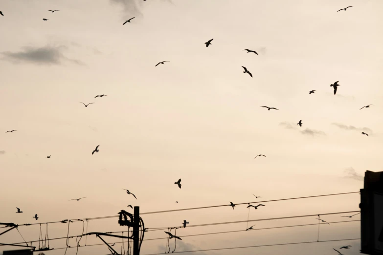 birds flying in the sky near a power line