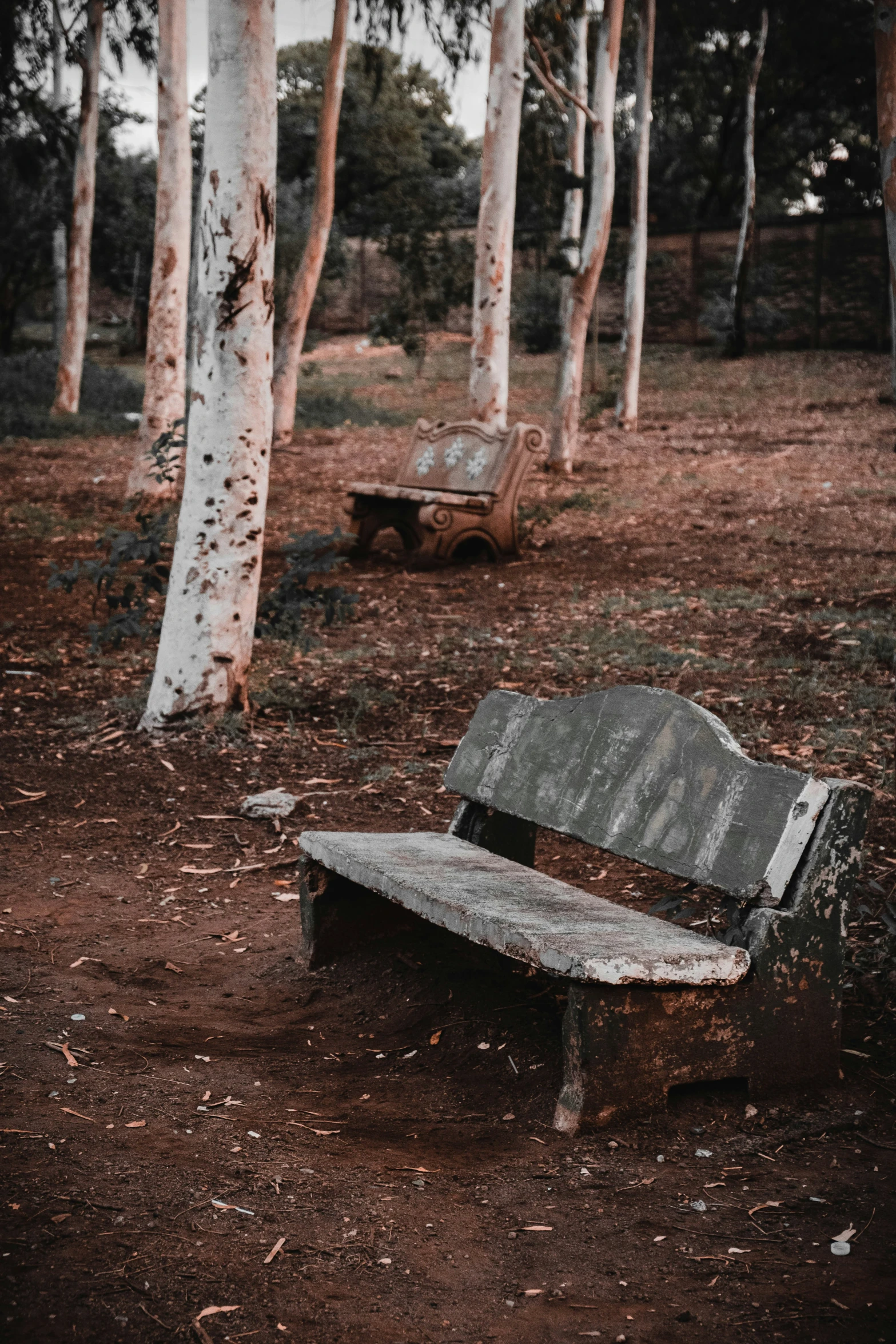 an old wooden bench between two tall trees