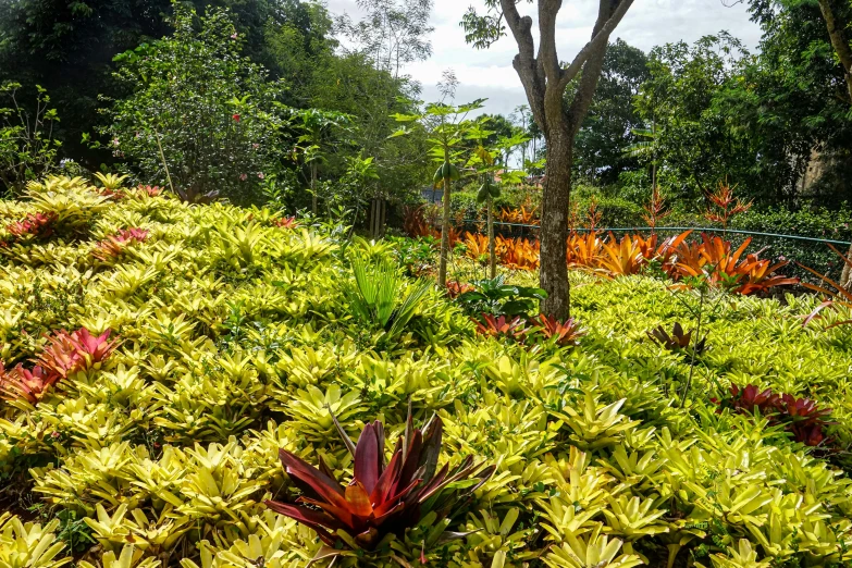 colorful flowers and trees in the foreground with a sky background