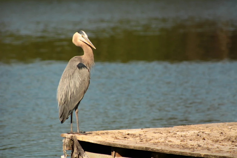 a bird standing on the end of a wooden plank near water