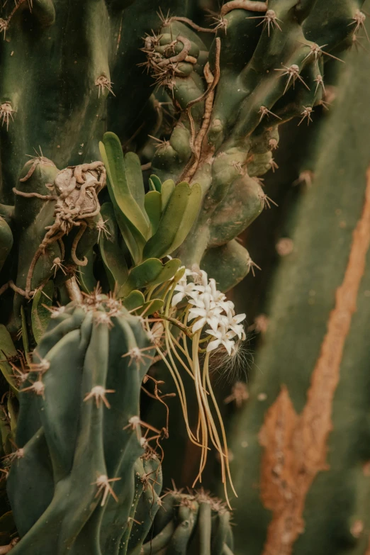 a cactus with white flowers and small petals on it