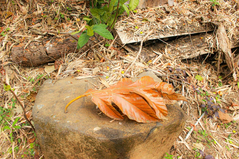 this is an old rock with a fallen leaf on it