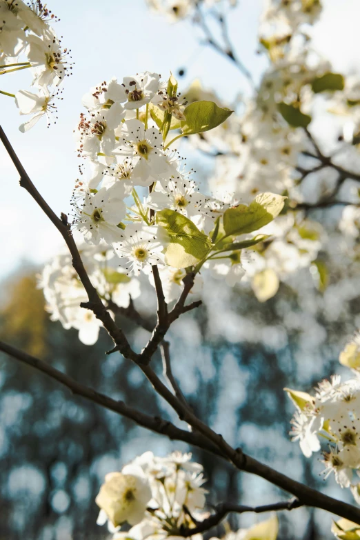 flowers are blooming in a tree outside