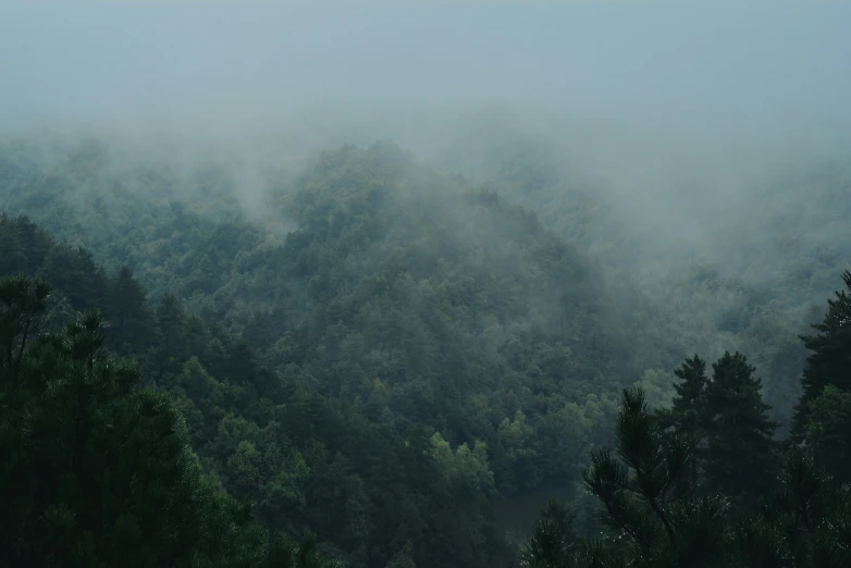 a large group of trees with low fog