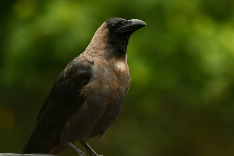 a brown black and white bird standing on top of a pole