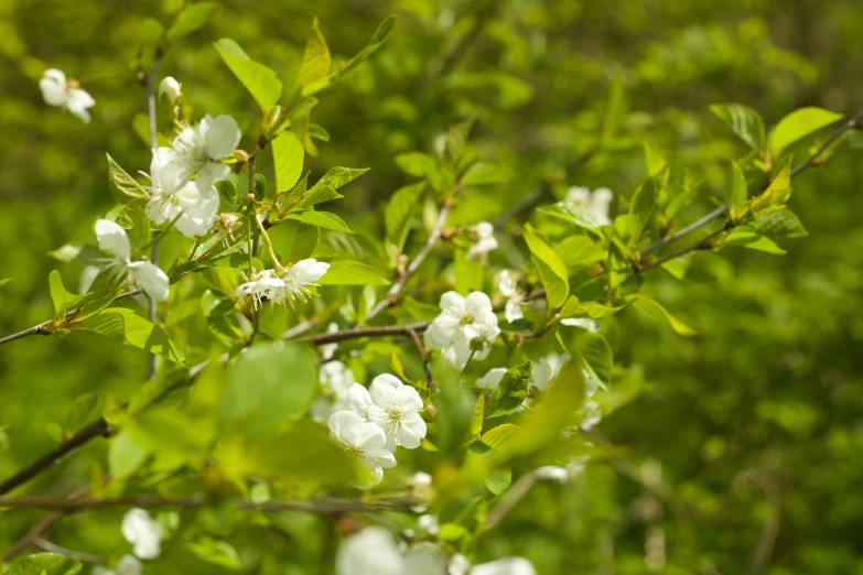 flowers growing in a tree nch in the midst of leaves